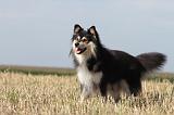 CHIEN FINNOIS DE LAPONIE 621